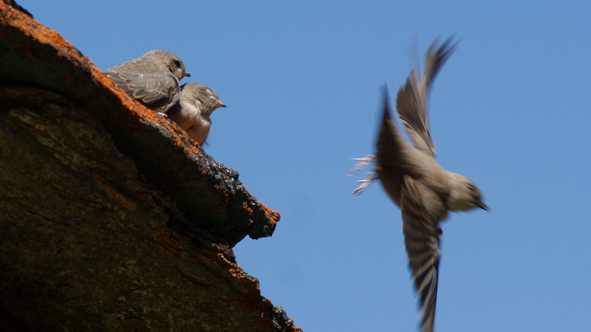 parapendio a la salle