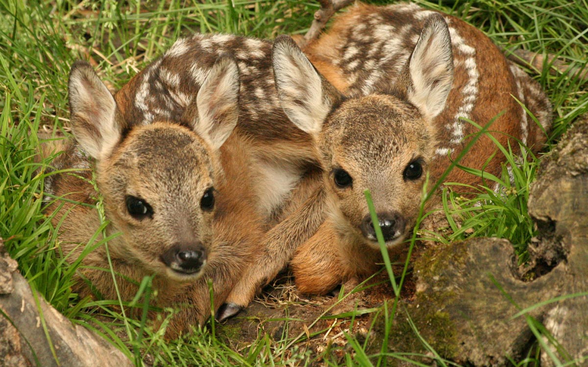 parc animalier introd valle d'aosta