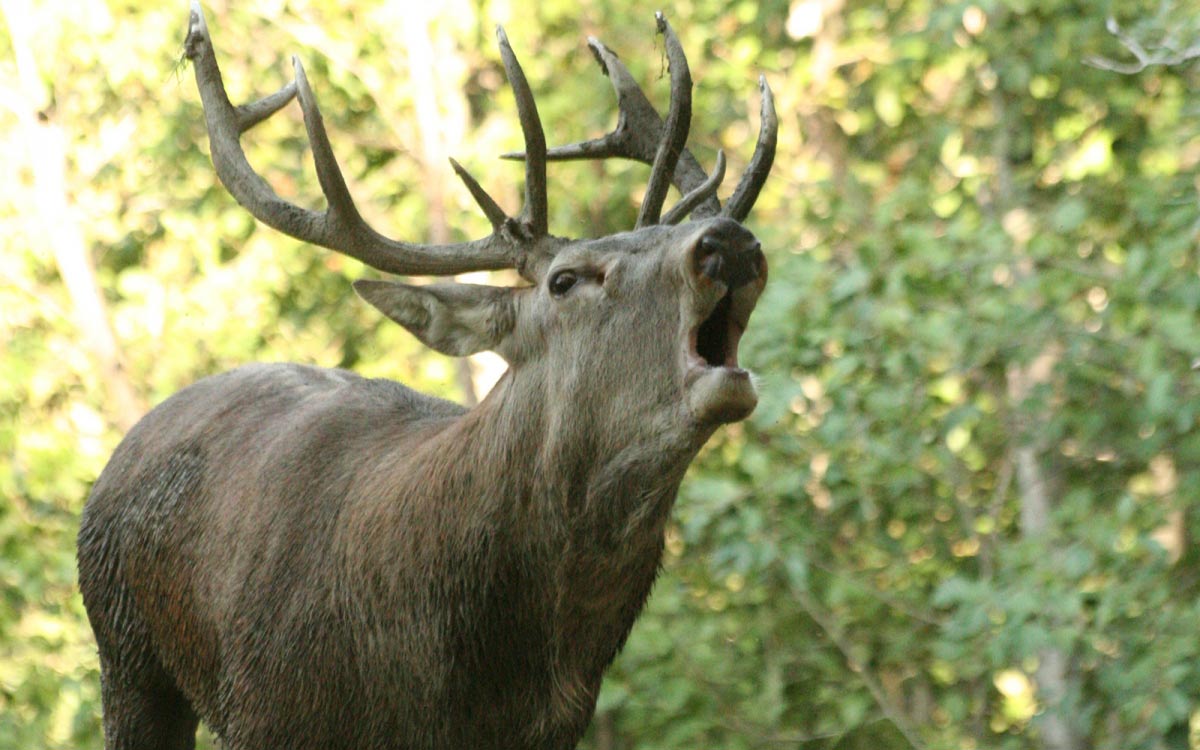 parc animalier introd valle d'aosta
