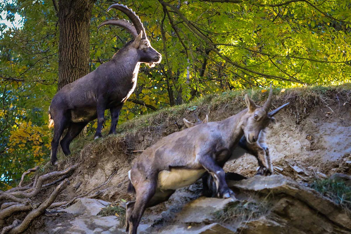parc animalier introd valle d'aosta