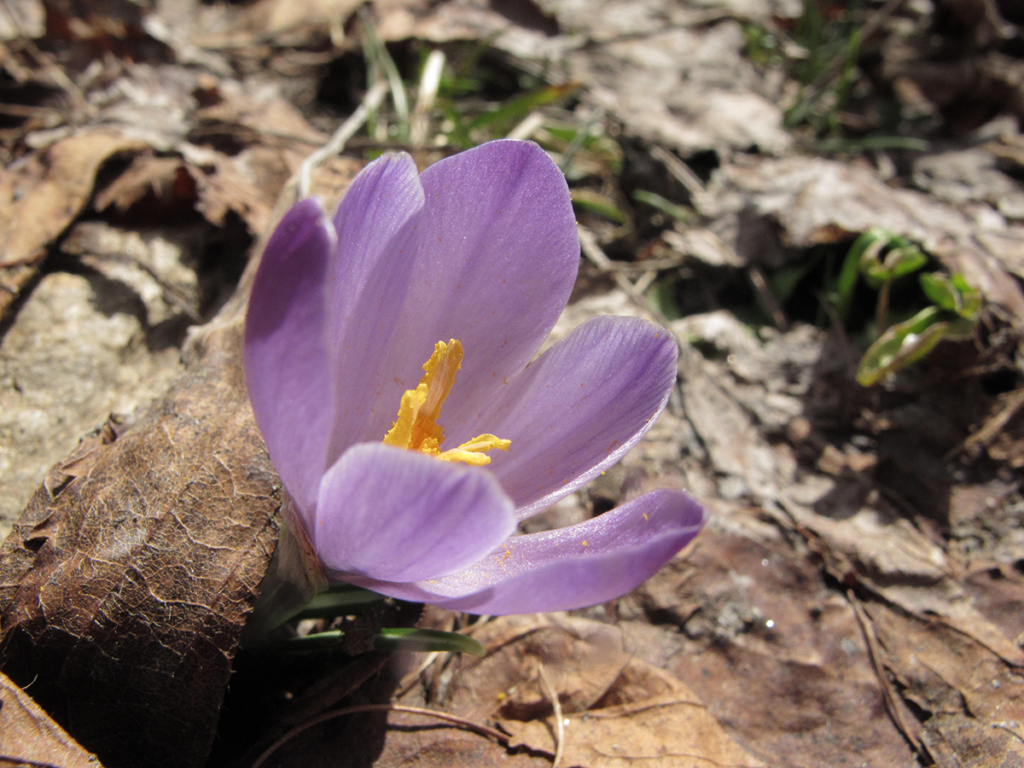 Maggiori informazioni